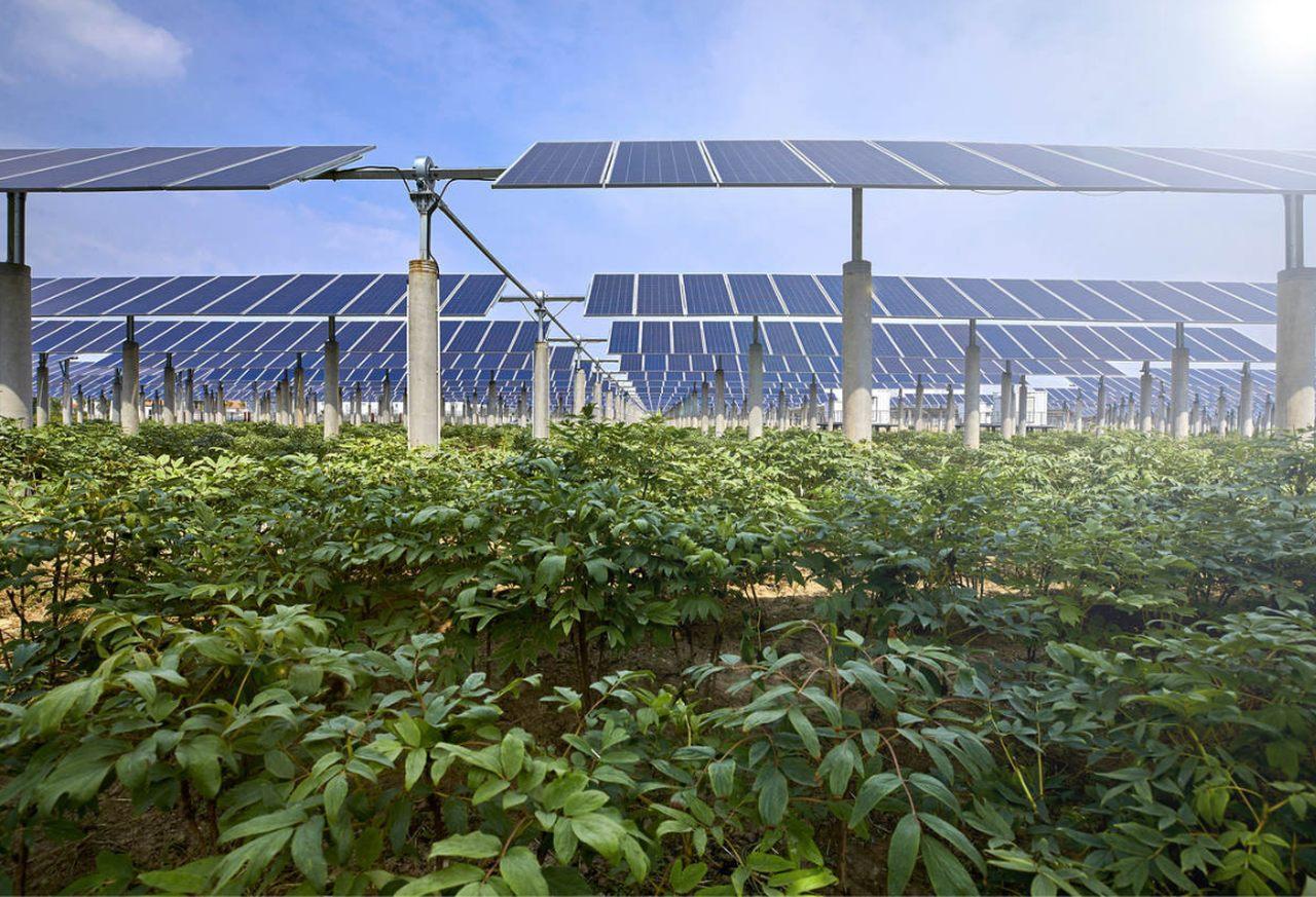 Widziane z perspektywy gruntu pole porośnięte ziemniakami nad nim wysoka agrofotowoltaika. Konstrukcja umożliwiająca uprawę i czerpanie energii ze słońca.